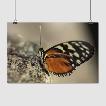 Постер Бабочка Heliconius hecale на камне, A3 28×42 см (id4585)