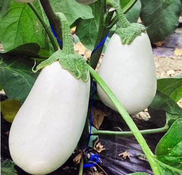 Баклажан Албана F1 10 шт. белий Cora Seeds