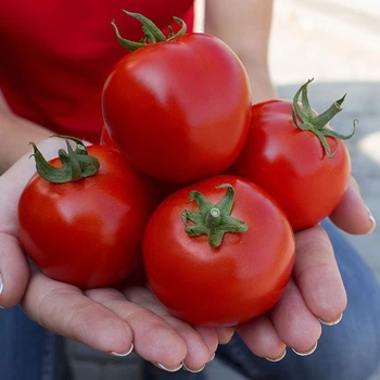 Семена томатов Асвон F1 Kitano Seeds 10 шт