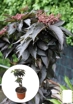 Бузина чорна Black Tower (Sambucus nigra Black Tower) вазон С2 (185106)