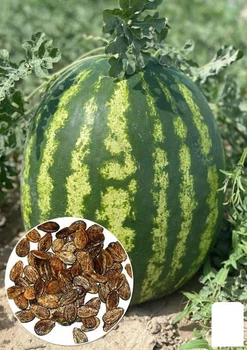 Арбуз "Аполлон" (Зипер) Agro-Market 4г (184324)