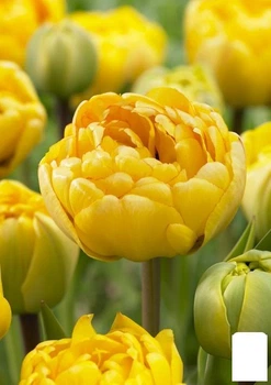 Тюльпан "Yellow Pomponette" (186367)
