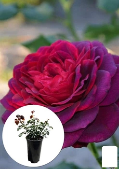 Роза в контейнере чайно-гибридная "Grafin Diana" (саженец класса АА+) (185751)