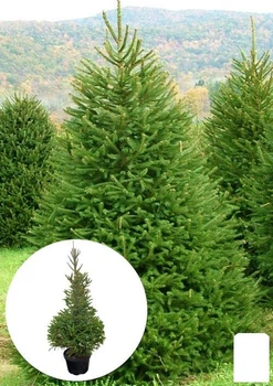 Ялина 5-ти річна "Європейська" (Picea Abies) С5 висота 60-80см (155872)