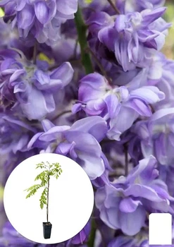 Глициния 3-х летняя китайская "Блек Драгон" (Wisteria chinensis Блек Дрегон) С2, высота саженца 60-100см (185274)