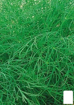 Кріп "Супердукат" (у банку) Agro-Market 400г (116003)
