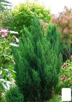 Ялівець китайський "Stricta" горщик P9 (183614)