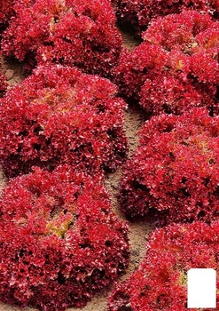 Салат "Россело" (Зипер) Agro-Market 1г (177306)