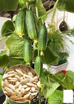 Огірок "Трюкач" (Зіпер) Agro-Market 0,5 г (184325)