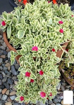 Аптения ампельная "Variegata" (185707)