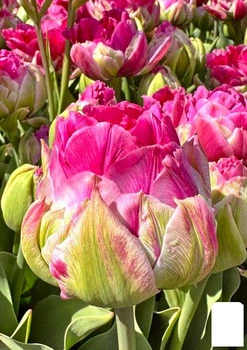 Тюльпан "Wicked in Pink" (186245)