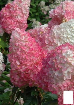 Гортензія хуртовина 2-х річна "Living-Pink&Rose" висота саджанця 20-30см (186200)
