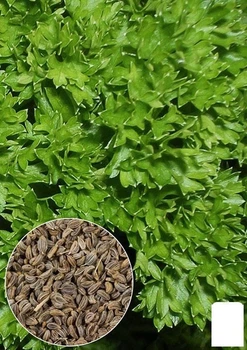 На вагу Петрушка кучерява "Парамоунт" Agro-Market ціна за 5г (22070)
