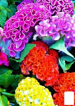 Целозия "Гребенчатая смесь" (в банке) Agro-Market 4г (46706)