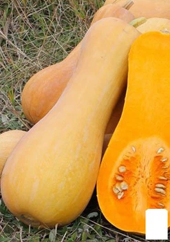 Гарбуз "Баттернат" (Зіпер) Agro-Market 5г (183089)