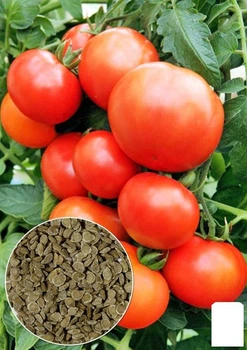На развес Томат "Финиш" Agro-Market цена за 1г (178395)