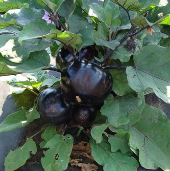 Семена баклажана Лаура Moravo Seeds 20 шт