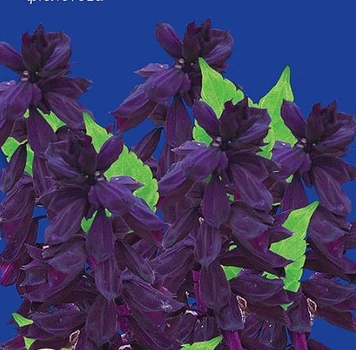 Семена сальвии Сенатор Gl Seeds 0,2 г