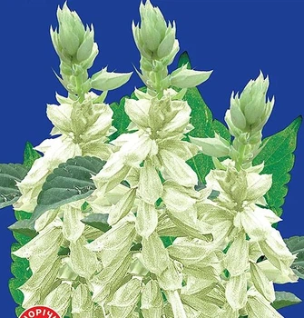 Семена сальвии Амбасадор Gl Seeds 0,2 г