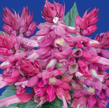 Семена сальвии Розовое сияние Gl Seeds 0,15 г