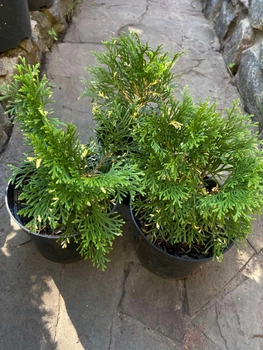 Туя західна Smaragd Variegata С2л.