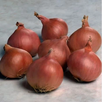 Лук шалот Шелия (Бистро) Top Onion 0,5 кг