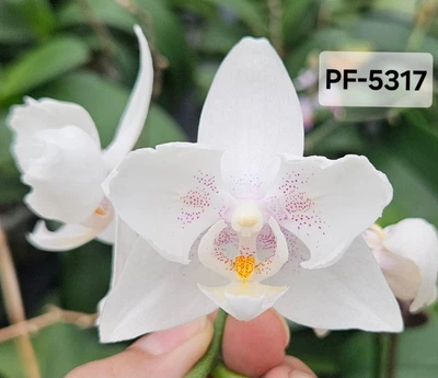 Орхідея (підліток зараз без квітів) TopDreams Phal 5317 Little Platinum метелик квіти 6 см 1.7 (мох)