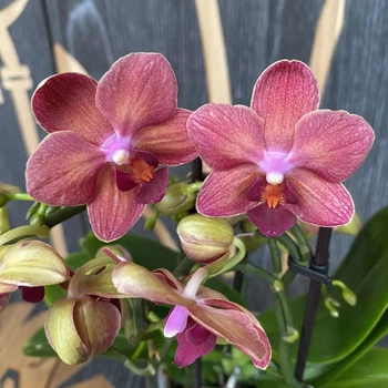 Орхідея (підліток зараз без квітів) TopDreams фаленопсис Phal Sunset мультифлора з квітами 5 см 1.7 (торфстакан)