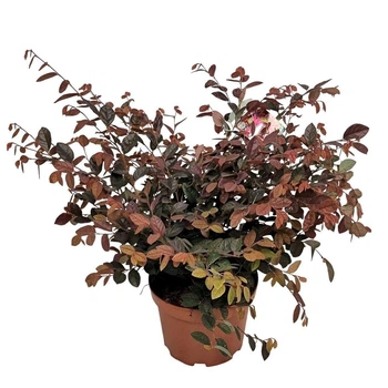 Лоропеталум китайський (Loropetalum chinense) 40-60cм, 19 горщик