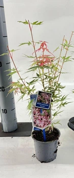 Японський клен Japanese maple, acer palmatum Iyoshi, 30-40 см, горшок 10