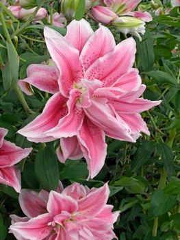 Лілія Roselily Isabella