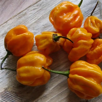 Семена Перец острый Saco de Velho, Capsicum chinense 5 шт/уп