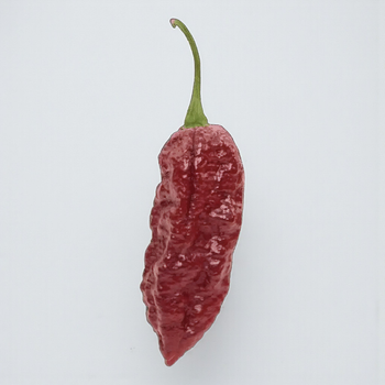 Семена Перец острый Bhut Jolokia Chocolate, Capsicum chinense 5 шт/уп