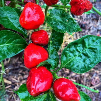Семена Перец острый для фарширования Клубничка (Strawberry Pepper) , Capsicum Annuum 5 шт/уп