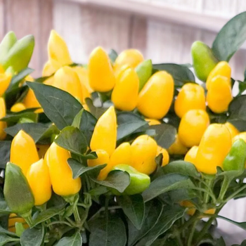 Семена Перец острый декоративный Samba yellow, Capsicum annuum 5 шт/уп