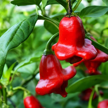 Семена Перец острый Корона Епископа, Capsicum baccatum 'Bishop's Crown' 5 шт/уп