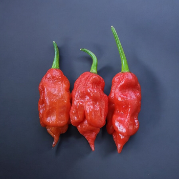 Семена Перец острый T-Rex Red, Capsicum chinense 5 шт/уп