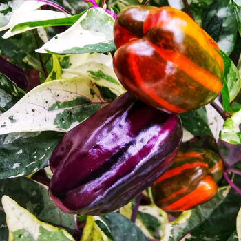 Семена Перец острый Scarlett Variegated, Capsicum annuum 5 шт/уп
