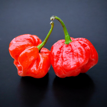 Насіння Перець гострий Scotch Bonnet MoA red, Capsicum chinense 5 шт/уп