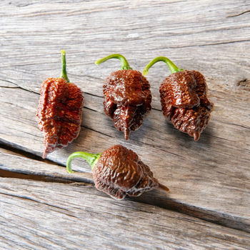 Семена Перец острый T-Rex Chocolate, Capsicum chinense 5 шт/уп