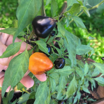 Семена Перец острый Халапеньо Jes's Purple/Orange, Capsicum annuum 5 шт/уп