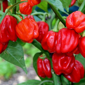 Семена Перец острый Хабанеро The Gambia, Capsicum chinense 5 шт/уп