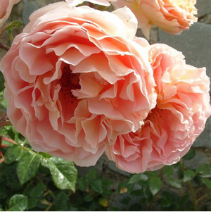 Саженцы Яскрава Роза английская Персиковое чудо (Peach Miracle) new (25019)
