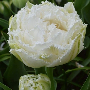 Цибулини Яскрава Тюльпан Махровий+Оторочений Snow Crystal (35929) (2шт)