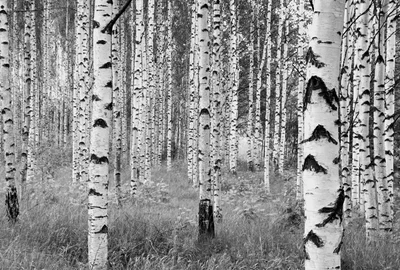 Фото обои Панно KOMAR Woods флизелиновые моющиеся XXL4-023 (368х248 см)