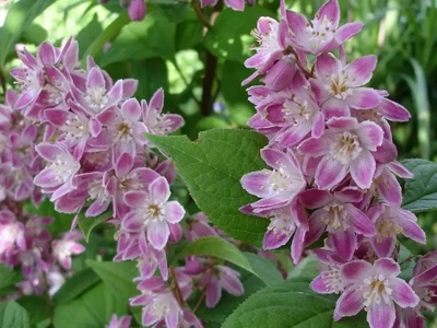 Садженець Дейція пурпурна "Kalmiiflora"