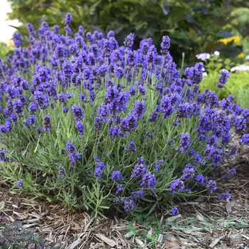 Садженець Лаванда "Hidcote Blue"