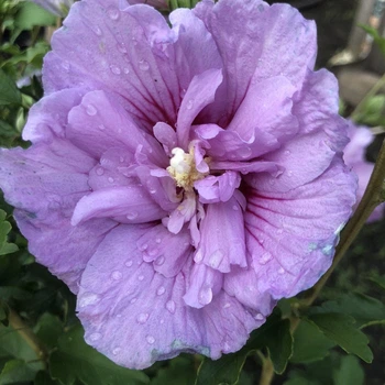 Гибискус древовидный "Lavender Chiffon" С2 садовый , декоративные растения