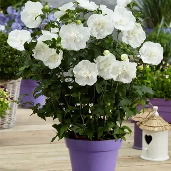 Гибискус древовидный "Flower Tower White" декоративні садові рослини
