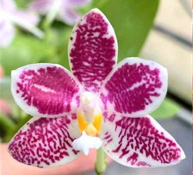 Орхідея (підліток зараз без квітів) TopDreams фаленопсис Phal 4701 Little purple chips 1.7 (мох)